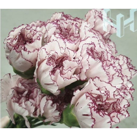 母親節預購 美國康乃馨 粉底細紫