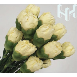 母親節預購 美國康乃馨 黃